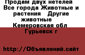 Продам двух нетелей - Все города Животные и растения » Другие животные   . Кемеровская обл.,Гурьевск г.